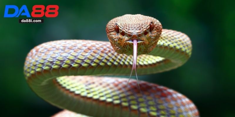 Nằm Mơ Thấy Rắn - Giải Mã Ý Nghĩa Và Con Số May Mắn 1 Nằm mơ thấy rắn