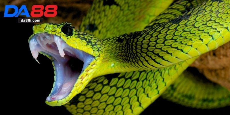 Nằm Mơ Thấy Rắn - Giải Mã Ý Nghĩa Và Con Số May Mắn 3 Nằm mơ thấy rắn